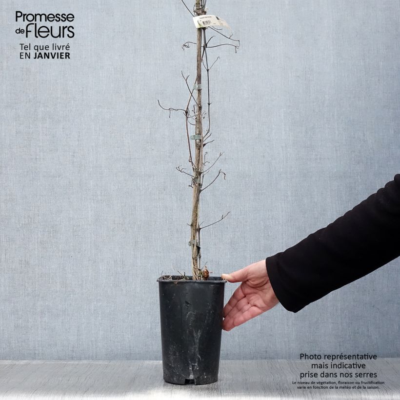 Spécimen de Clématite Mme Lecoultre Pot de 2L/3L tel que livré en hiver