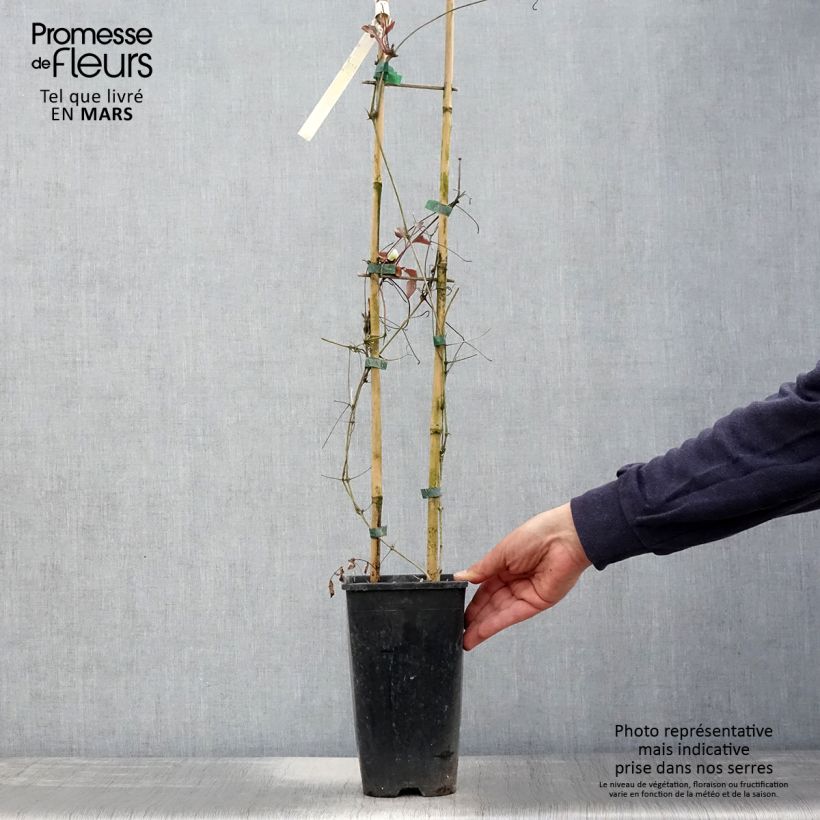 Spécimen de Clématite Mme Lecoultre Pot de 2L/3L tel que livré au printemps