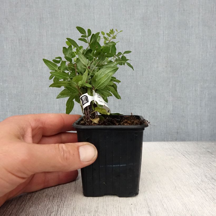 Spécimen de Clématite odorante - Clematis flammula Godet de 8/9 cm tel que livré au printemps