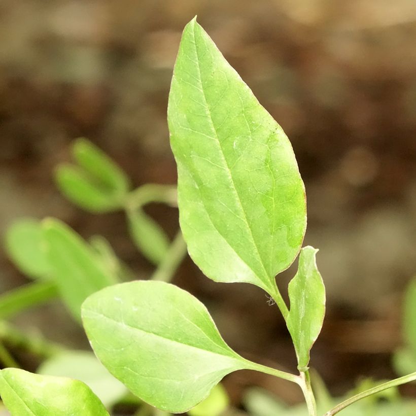 Clématite odorante - Clematis flammula (Feuillage)