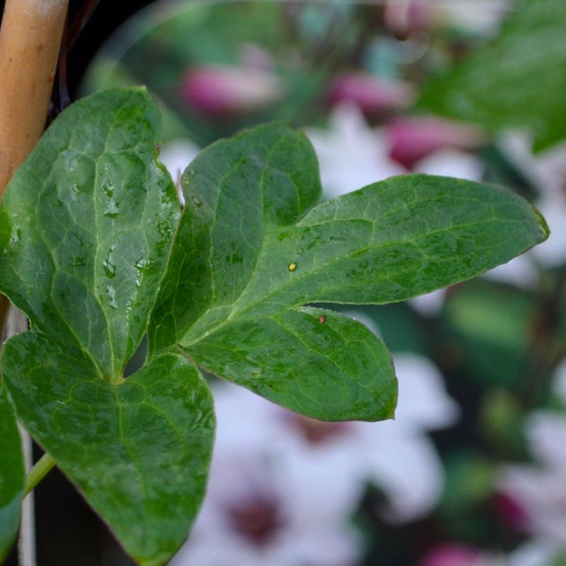 Clematis texensis Princess Kate (Folhagem)