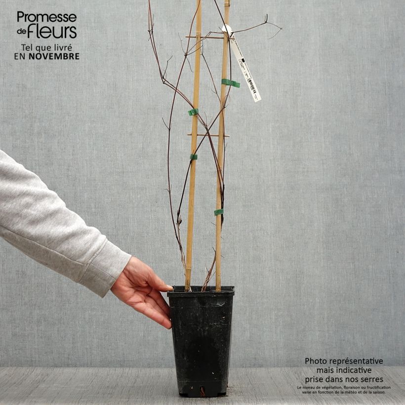 Spécimen de Clématite Saphyra Nancy Pot de 2L/3L tel que livré en automne