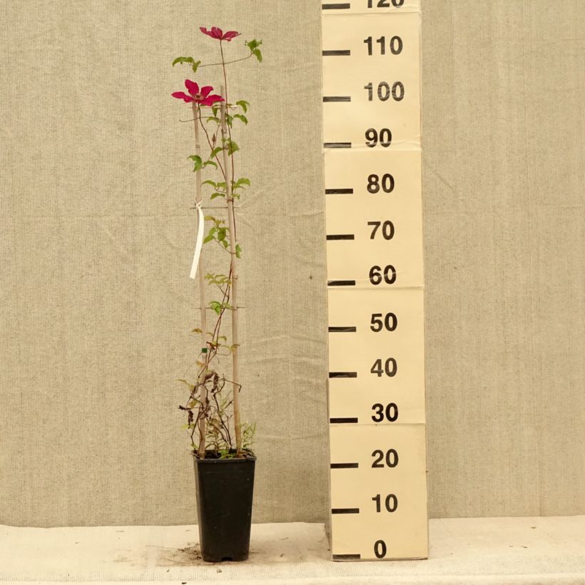 Spécimen de Clématite Saphyra Nancy Pot de 2L/3L tel que livré en été