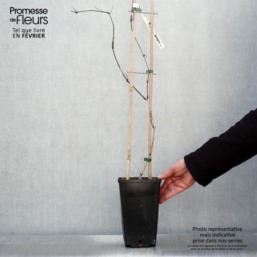 Spécimen de Clématite Saphyra Nancy Pot de 2L/3L tel que livré en hiver