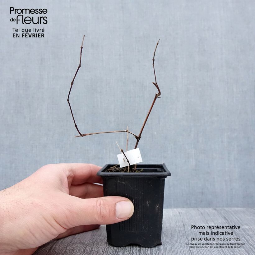 Spécimen de Clématite Saphyra Violetta Godet de 8/9 cm tel que livré en hiver