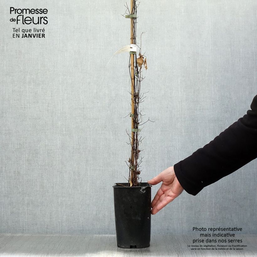 Spécimen de Clématite Sparkler Pot de 2L/3L tel que livré en hiver