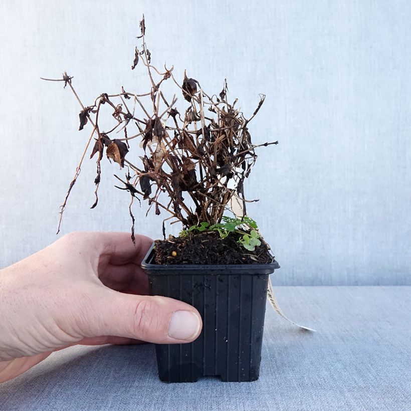 Spécimen de Clématite tangutica Godet de 8/9 cm tel que livré en hiver