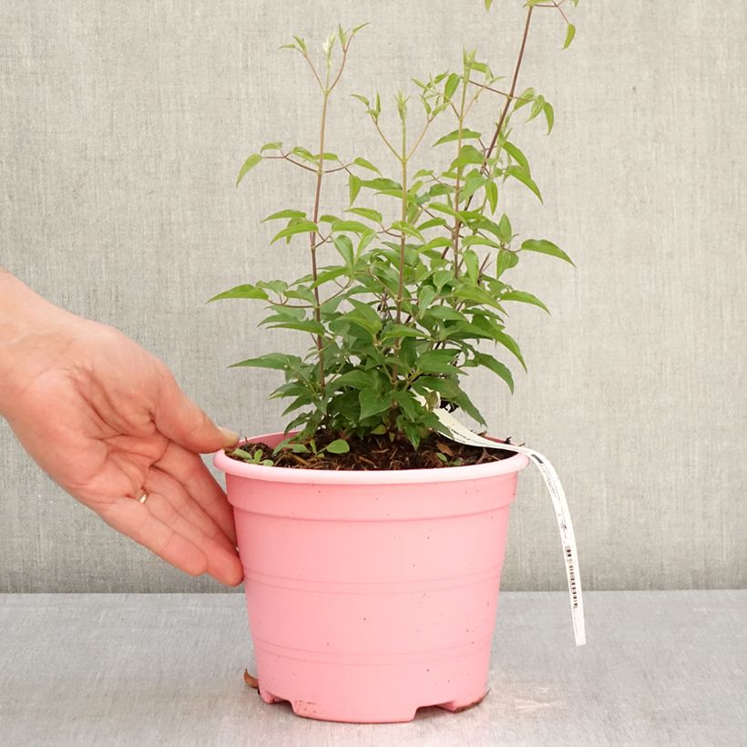 Spécimen de Clématite Tranquilite Pot de 2L/3L tel que livré au printemps