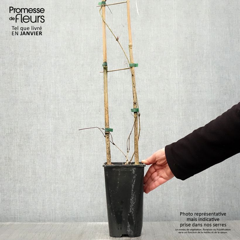 Spécimen de Clématite viticella John Howells Pot de 2L/3L tel que livré en hiver