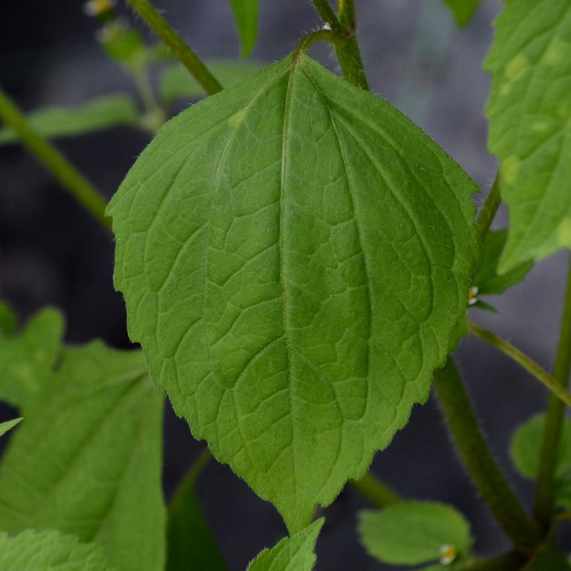 Clématite viticella Purpurea Plena Elegans (Feuillage)