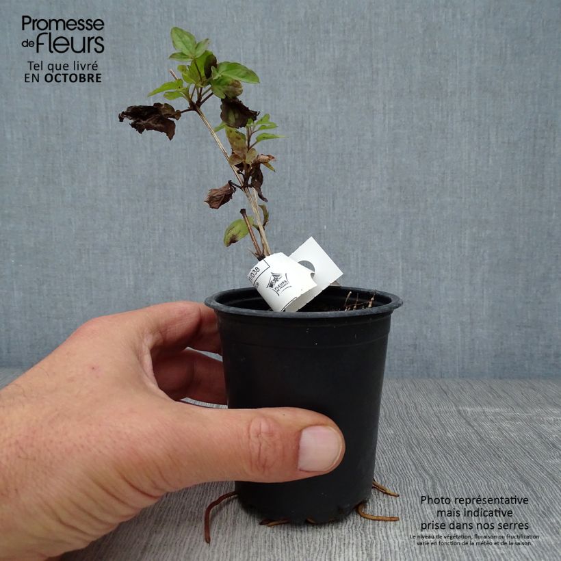 Spécimen de Clématite viticella Purpurea Plena Elegans  Godet de 8/9 cm tel que livré en automne