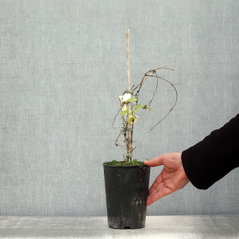 Spécimen de Clématite viticella Purpurea Plena Elegans  Pot de 2L/3L tel que livré en automne