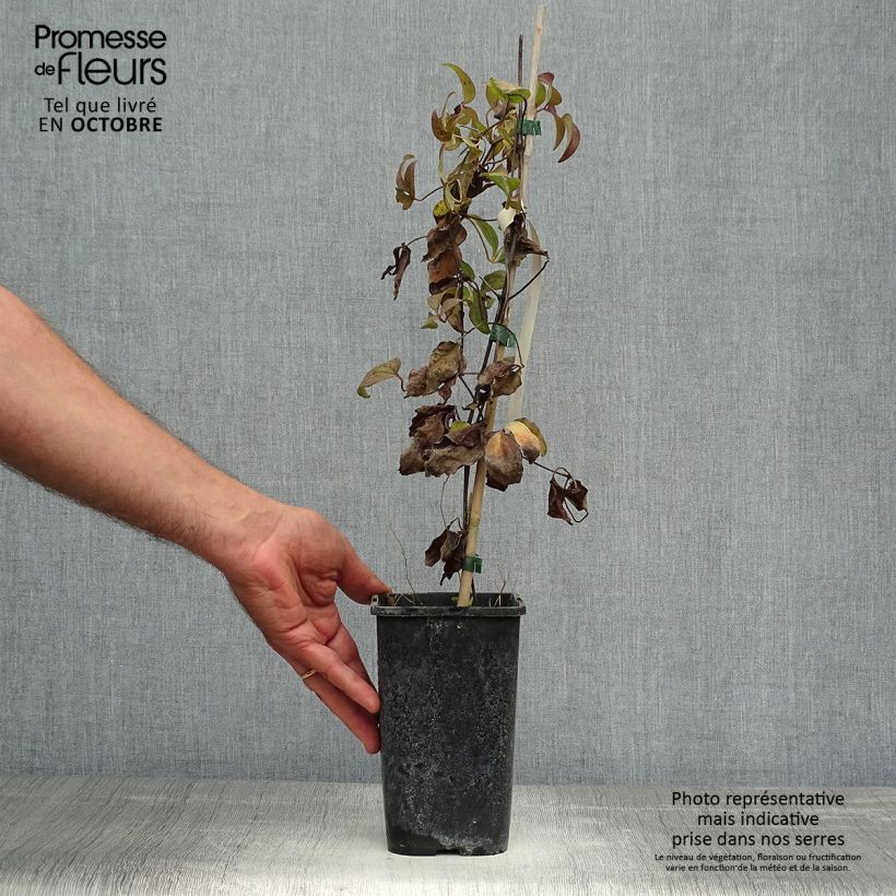 Spécimen de Clématite Vostock Pot de 1,5L/2L tel que livré en automne