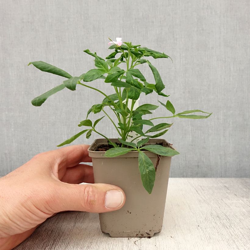 Cleome Senorita Carolina Vasetto da 8/9 cm esemplare consegnato in primavera