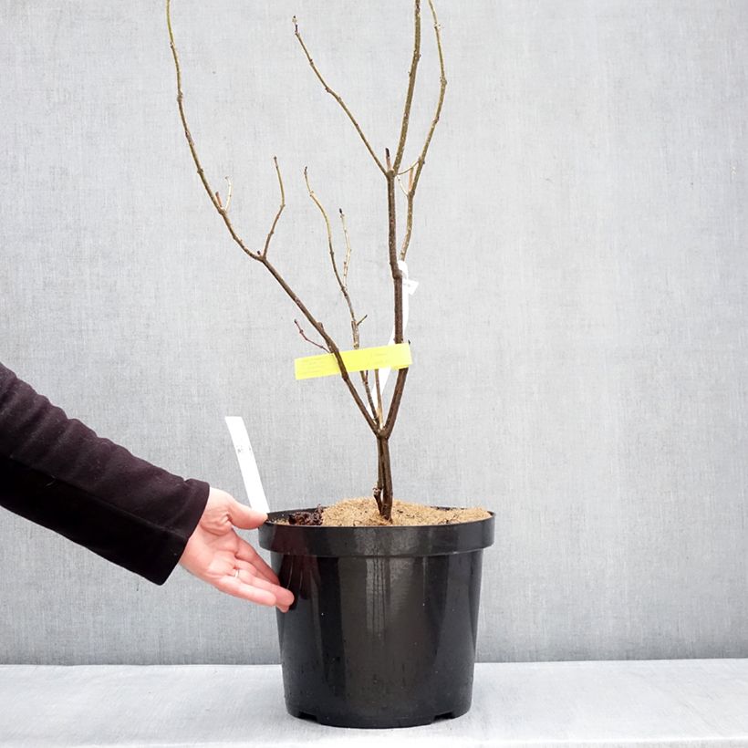 Spécimen de Clerodendrum bungei - Clérodendron de Bunge Pot de 7,5L/10L tel que livré en hiver