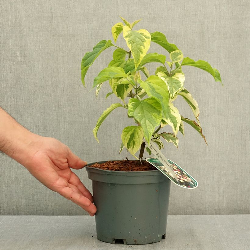 Spécimen de Clerodendrum trichotomum Variegatum - Arbre du Clergé Pot de 3L/4L tel que livré en été