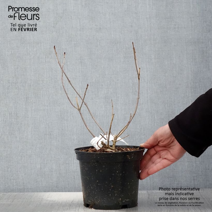 Spécimen de Clerodendrum trichotomum Variegatum - Arbre du Clergé Pot de 3L/4L tel que livré en hiver