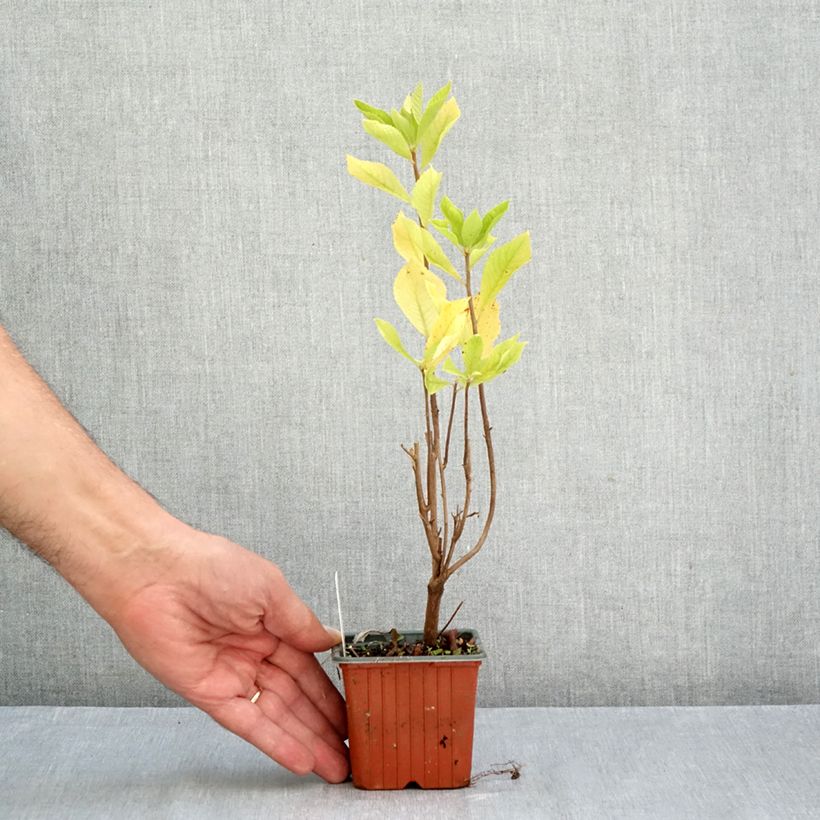 Spécimen de Clethra alnifolia Godet de 8/9 cm tel que livré en automne