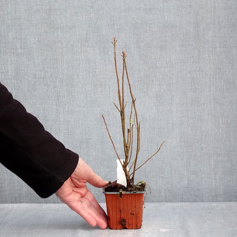 Spécimen de Clethra alnifolia Godet de 8/9 cm tel que livré en hiver