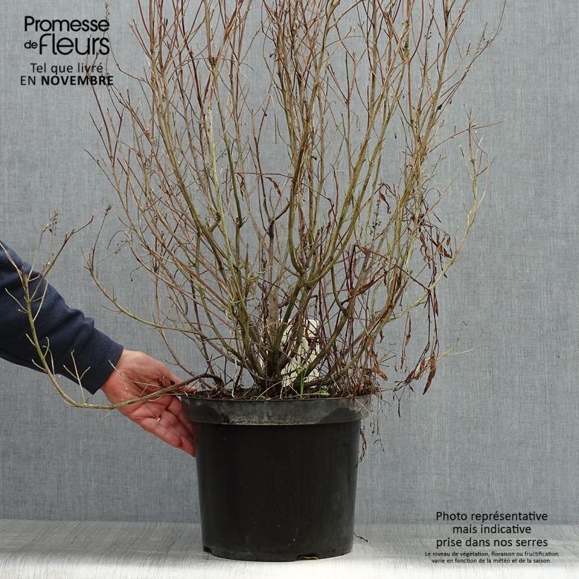 Spécimen de Clethra alnifolia Hummingbird Pot de 7,5L/10L tel que livré en automne
