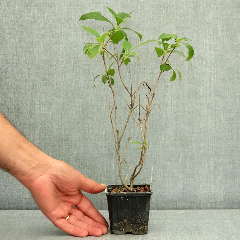 Spécimen de Clethra alnifolia Hummingbird Godet de 8/9 cm tel que livré en été