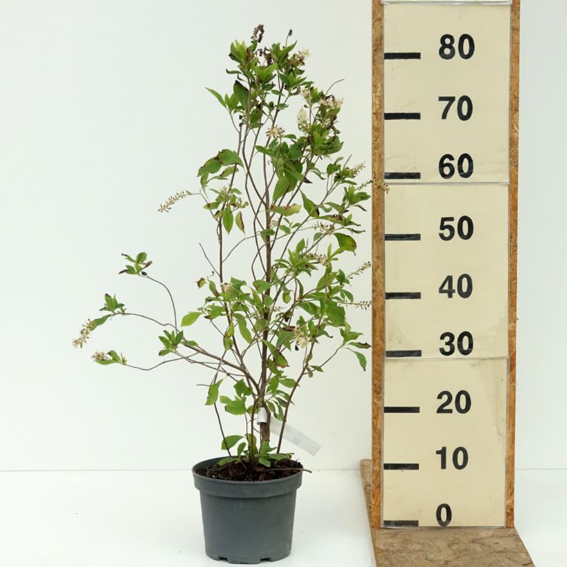 Spécimen de Clethra alnifolia Pink Spire - Cléthra à feuilles d'aulne Pot de 3L/4L tel que livré en été