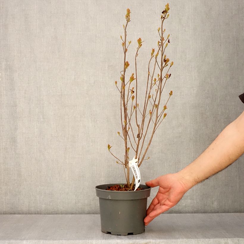 Spécimen de Clethra alnifolia Pink Spire - Cléthra à feuilles d'aulne Pot de 3L/4L tel que livré au printemps