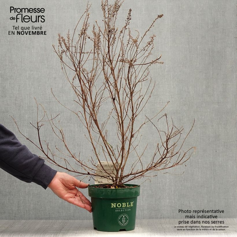 Spécimen de Clethra alnifolia Sixteen Candles Pot de 2L/3L tel que livré en automne