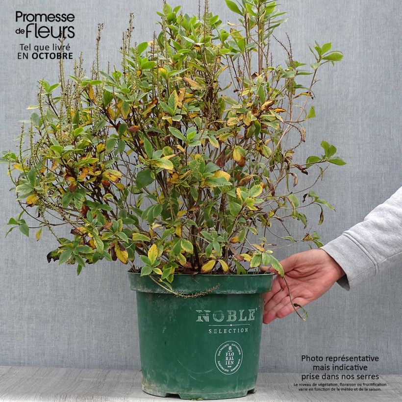 Spécimen de Clethra alnifolia Sixteen Candles Pot de 7,5L/10L tel que livré en automne