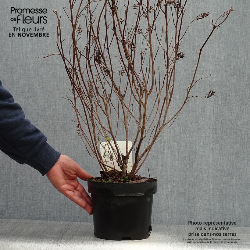 Spécimen de Clethra alnifolia Vanilla Spice - Clèthre à feuilles d'Aulne Pot de 2L/3L tel que livré en automne