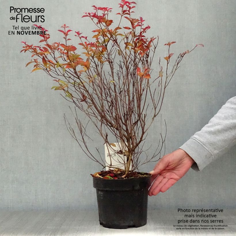 Spécimen de Clethra barbinervis Pot de 3L/4L tel que livré en automne