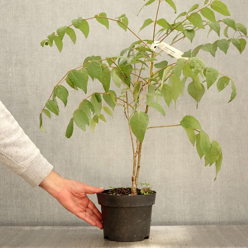 Spécimen de Clethra fargesii Pot de 2L/3L tel que livré en automne
