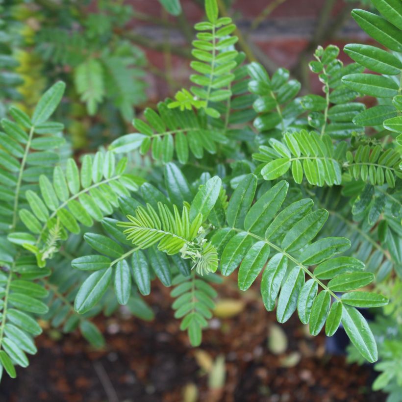 Clianthus puniceus Kaka King (Folhagem)