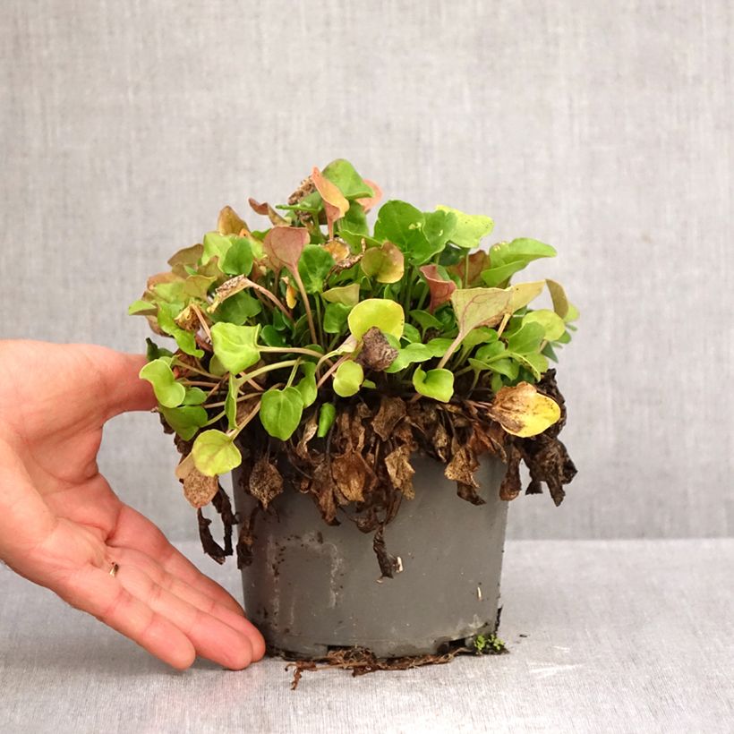 Spécimen de Cochléaire officinale - Cochlearia officinalis Pot de 1,5L/2L tel que livré en automne