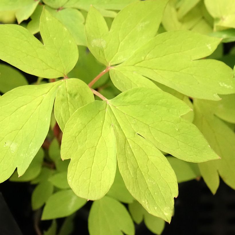 Coeur de Marie - Dicentra spectabilis Ruby Gold (Feuillage)