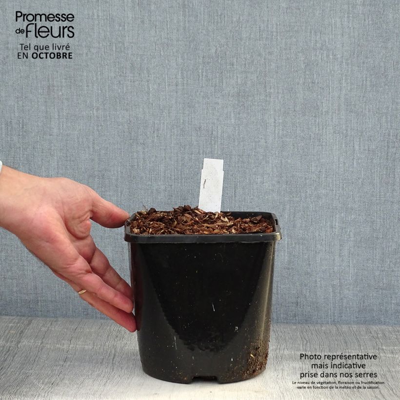 Spécimen de Coeur de Marie - Dicentra spectabilis Yellow Leaf Pot de 3L/4L tel que livré en automne