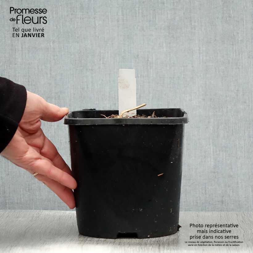 Spécimen de Coeur de Marie - Dicentra spectabilis Yellow Leaf Pot de 3L/4L tel que livré en hiver