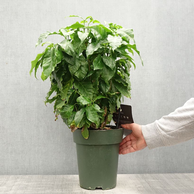 Spécimen de Coffea arabica - Caféier Pot de 6L/7L tel que livré au printemps