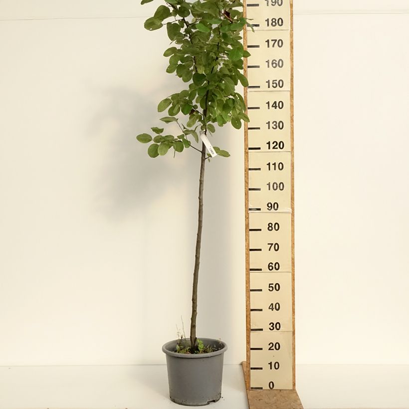 Spécimen de Cognassier Aromatnaya - Cydonia oblonga Pot de 12L/15L tel que livré en été