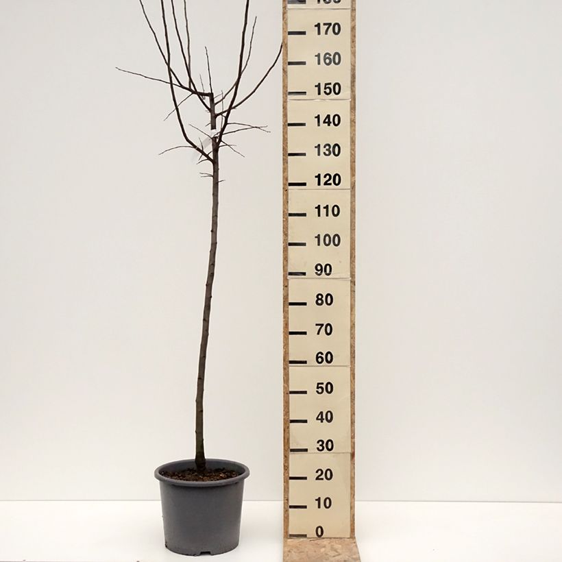 Spécimen de Cognassier Aromatnaya - Cydonia oblonga Pot de 12L/15L tel que livré en hiver