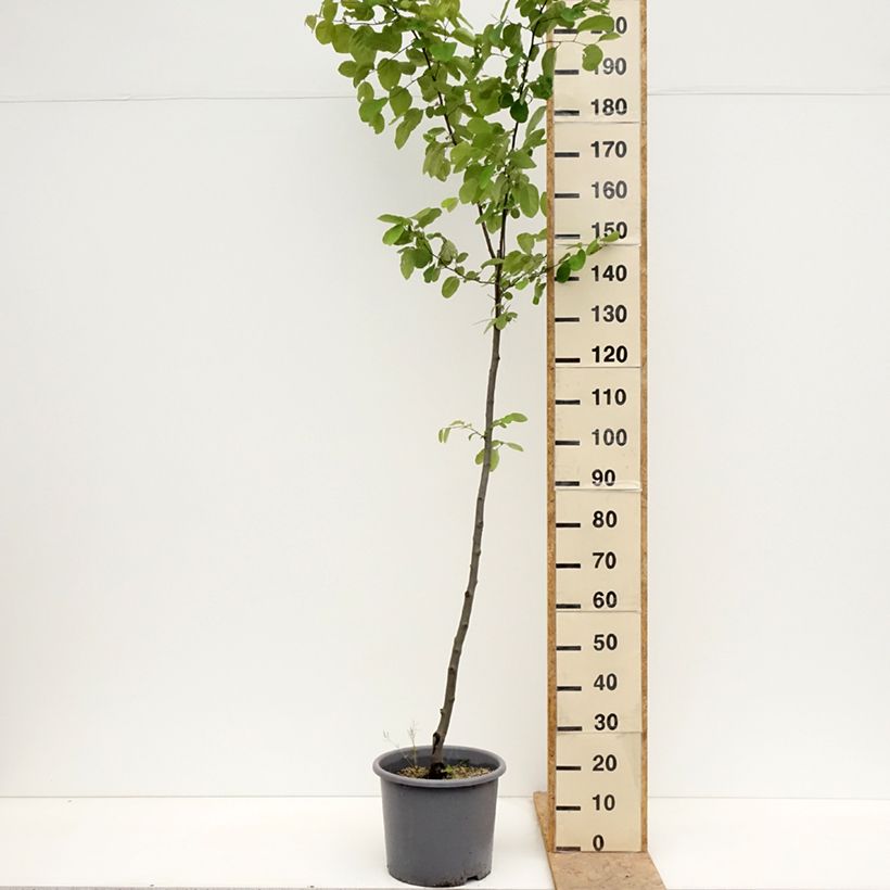 Spécimen de Cognassier Aromatnaya - Cydonia oblonga Pot de 12L/15L tel que livré au printemps