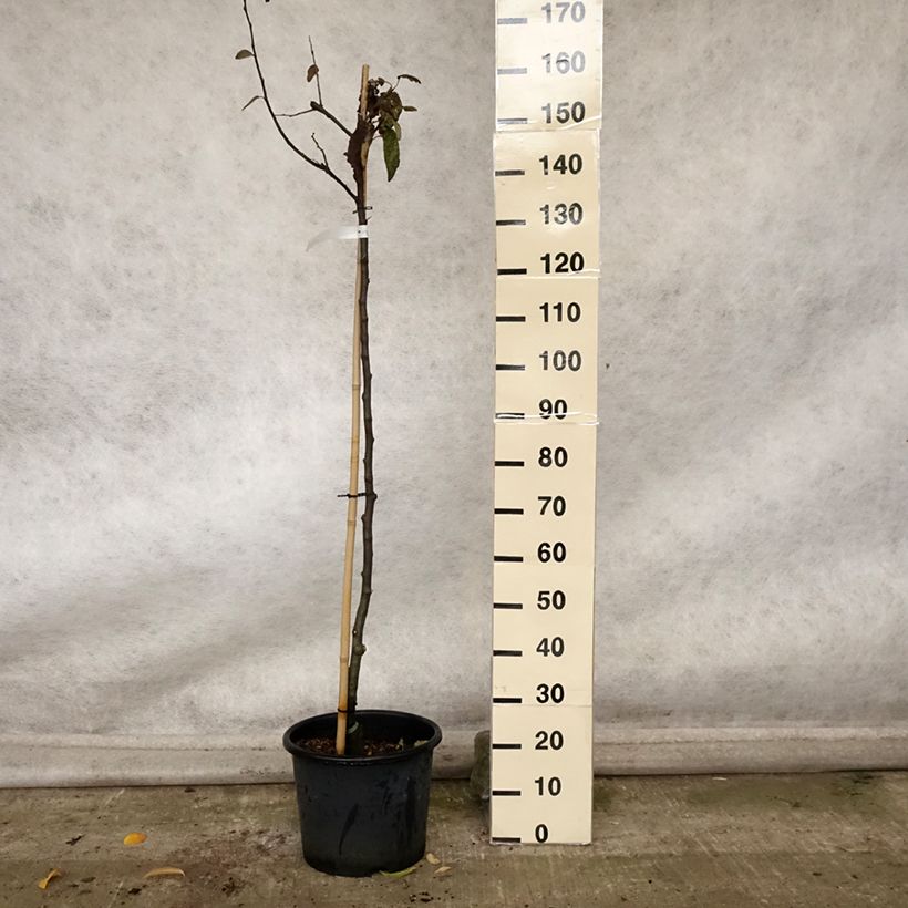 Spécimen de Cognassier Champion Pot de 12L/15L, Demi-Tige tel que livré en automne