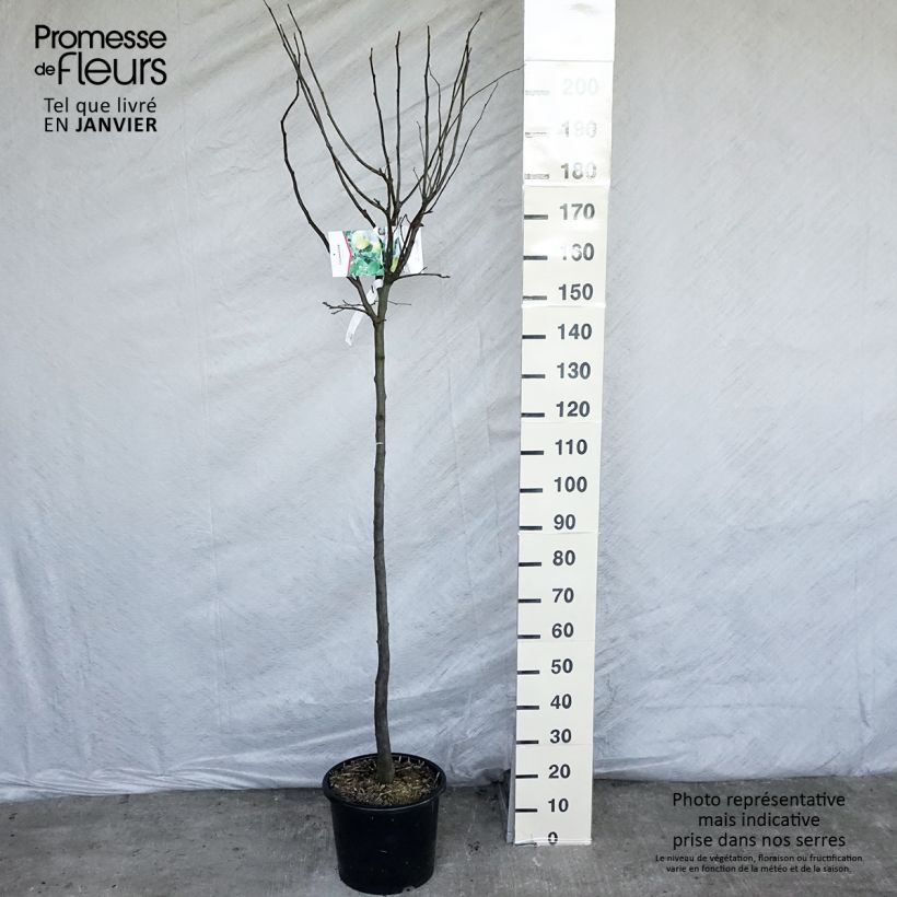 Spécimen de Cognassier Champion Pot de 12L/15L, Demi-Tige tel que livré en hiver