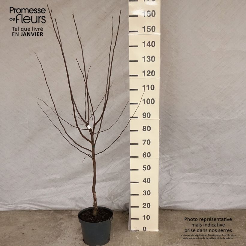 Spécimen de Cognassier commun - Cydonia oblonga Leskovacz Pot de 7,5L/10L tel que livré en hiver