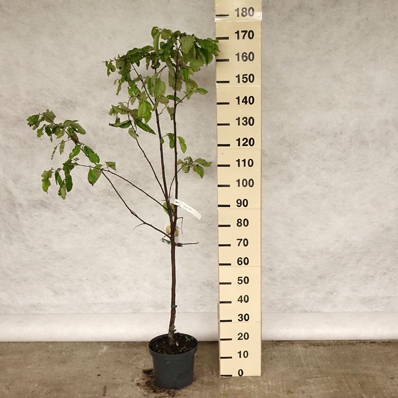 Spécimen de Cognassier commun - Cydonia oblonga Vranja Pot de 7,5L/10L, Demi-Tige tel que livré au printemps