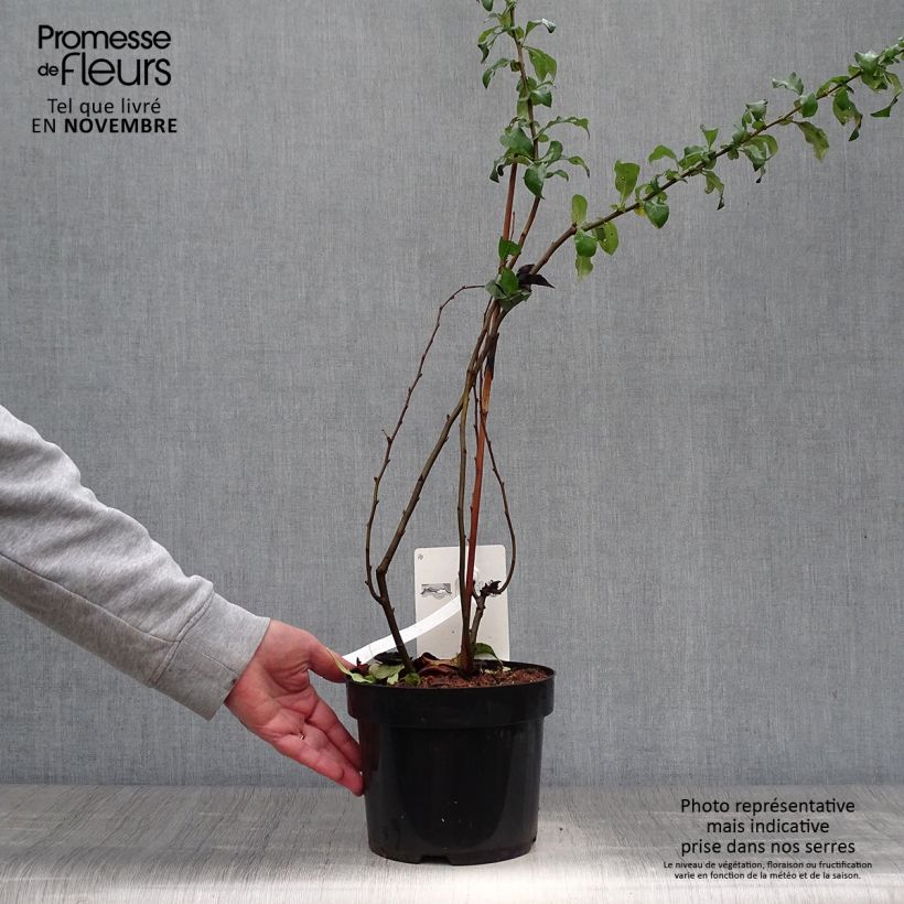 Spécimen de Cognassier du Japon Cameo - Chaenomeles superba  Pot de 3L/4L tel que livré en automne