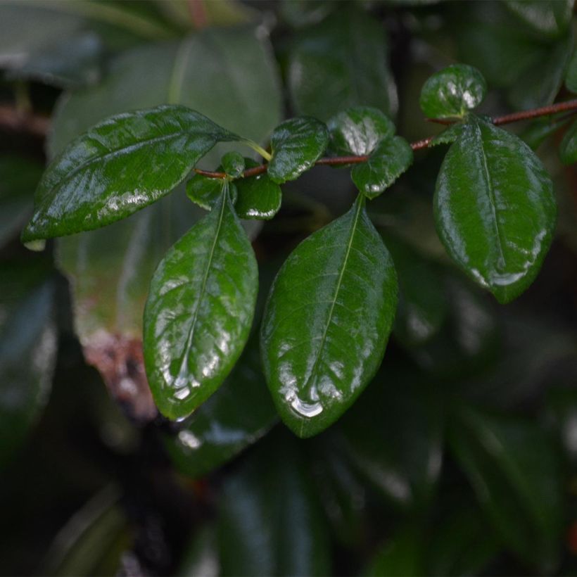 Cognassier du Japon Hot Fire - Chaenomeles speciosa (Feuillage)