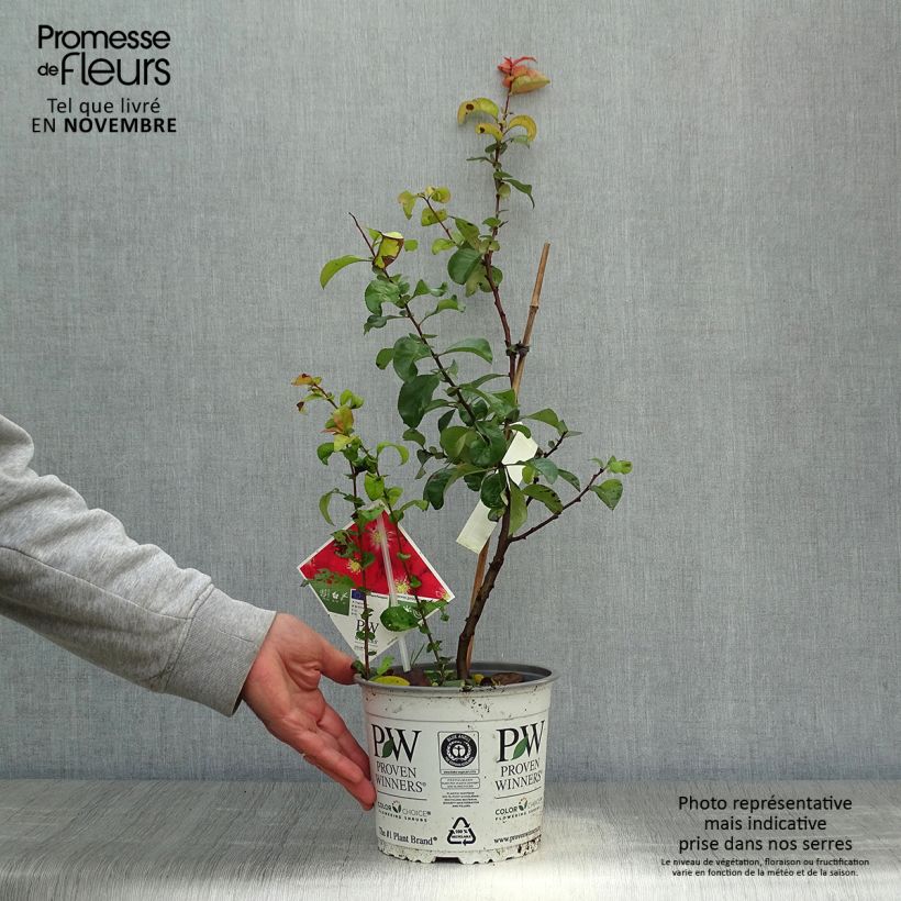 Spécimen de Cognassier du Japon - Chaenomeles speciosa Scarlet Storm   Pot de 3L/4L tel que livré en automne
