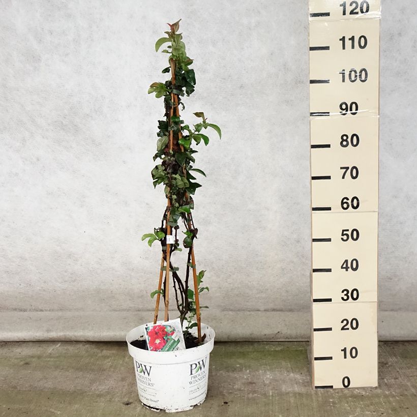 Spécimen de Cognassier du Japon - Chaenomeles speciosa Scarlet Storm   Pot de 7,5L/10L tel que livré en été