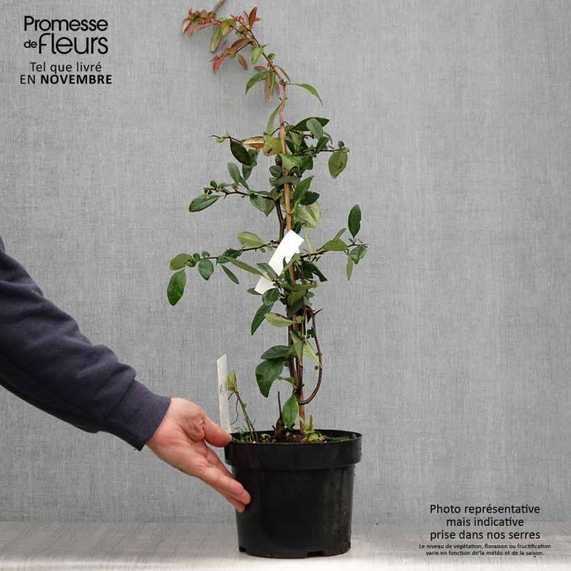 Spécimen de Cognassier du Japon Toyo-Nishiki - Chaenomeles speciosa Pot de 2L/3L tel que livré en automne